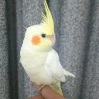 جوجه عروس هلندی سرلاکی و دونخور|پرنده|دوگنبدان, |دیوار