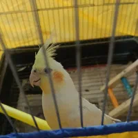 دو عدد طوطی گمشده|پرنده|سنندج, |دیوار