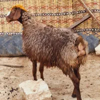 گوسفند  شک داشتی شک چینی