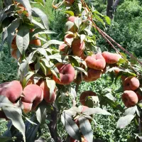 نهال و درختان ۷ساله با ریشه های زیاد وگیرایی واقعی|خدمات باغبانی و درختکاری|شیراز, درکی|دیوار