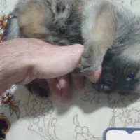 واگذاری طوله ژرمن