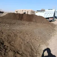 کودگوسفند|خدمات باغبانی و درختکاری|کرمان, |دیوار