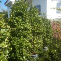 یاس گلدان ۵۰ ۶۰ ۴۵ ۴۰