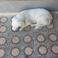 سگ پشمالو شیتزو|سگ|اندیمشک, |دیوار