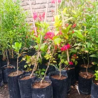 فروش انواع نهال گلدانی
