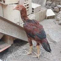 لاری|حیوانات مزرعه|ضیاء آباد, |دیوار
