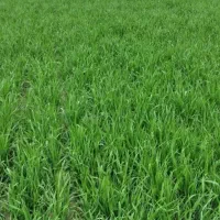 مشارکت ساخت ساز مرغداری50هزارتایی شرط اجاره|اجارهٔ دفتر صنعتی، کشاورزی، تجاری|گرگان, |دیوار