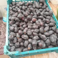 فروش خرما