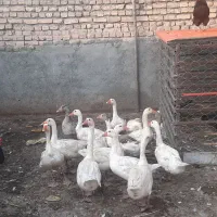 غاز|حیوانات مزرعه|مشهد, توس فردوسی|دیوار