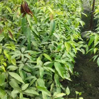 فروش انواع نهال مرکبات و انبه . پاجوش نخل و زیتون|خدمات باغبانی و درختکاری|چابهار, |دیوار