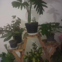 همه ۵ میلون بزرگه ۸ میلون