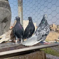 کبوتر سیاه دم سفید. سفید نوک قنار و زاغ آبادانی