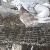 کبوتر|پرنده|کرمانشاه, |دیوار