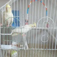 فروشی|پرنده|قم, علی آباد سعدگان|دیوار