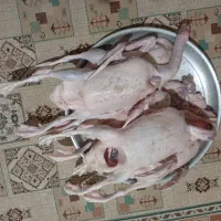 اردک زنده و پاک شده محلی و تخم نطفه دار اردک محلی|حیوانات مزرعه|لاهیجان, لفمجان|دیوار