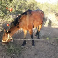 اسب مادیان با کره نر|اسب و تجهیزات اسبسواری|تهران, مینابی|دیوار