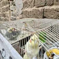 عروس هلندی مولد
