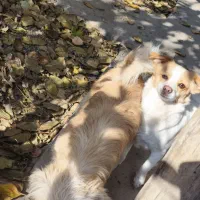 سگ پاکوتا|سگ|خوی, |دیوار