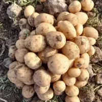 ماهی قرمز )سیب زمینی جیلی درجه یک یک