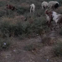 جاده اهواز خرمشهر روستای رامزیه|حیوانات مزرعه|اهواز, اسماعیلیه|دیوار