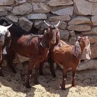 بزو بزغاله|حیوانات مزرعه|بیرجند, |دیوار