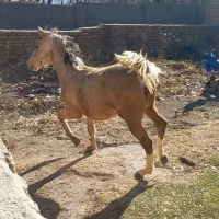 کره مادیان عرب|اسب و تجهیزات اسب‌سواری|بروجرد, |دیوار