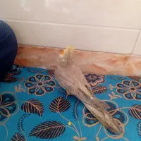 عروس هلندی(لیمو،فندوق)|پرنده|ساوه, |دیوار