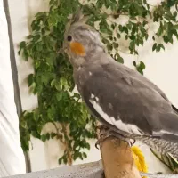 عروس هلندی نر