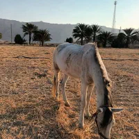 اسب|اسب و تجهیزات اسبسواری|خنج, |دیوار