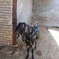 فروش یک عددنربزچهل خال جنس عالی