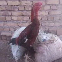 مرغ و خروس لاری اصیل|حیوانات مزرعه|تربتحیدریه, کلاته توکلی|دیوار