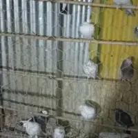 کبوتر گرو|پرنده|باقرشهر, |دیوار