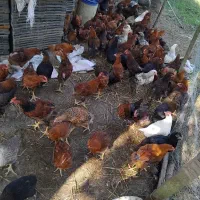 نیمچه گلپایگانی