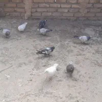 ۱۱ عدد جوجه|پرنده|تربت جام, حافظ|دیوار