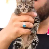 مژدگانی برای بچه گربه|گربه|آباده, |دیوار