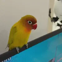 طوطی برزیلی ماده ۷ ماهه