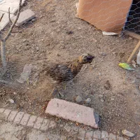 مرغ تخم گذار