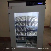 جوجه یک الی ۵روزه نژادسنگین