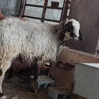 ۱۰،میش آبستن ۲دو قوچ|حیوانات مزرعه|شیراز, زرهی|دیوار