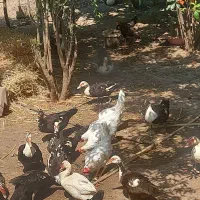 مرغ تخمی
