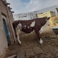 گاو‌گوساله‌‌سیمینتال