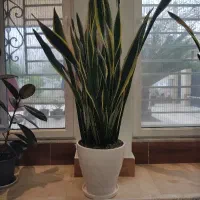 یک عدد سانسوریا سرحال