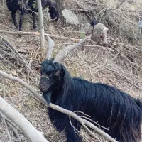 دوبور ۱ ساله شیرازی اصا