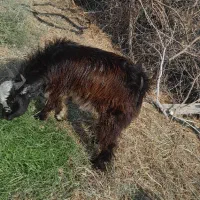 نری سالم کمتر از یک سال هستن چاق و سرحال|حیوانات مزرعه|آسمینون, |دیوار