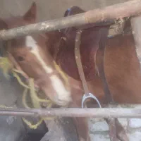 مادیون فروشی یا معاوضه