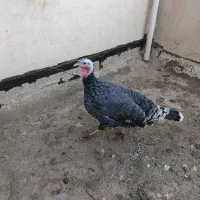 بوقلمون ماده سنگین وزن.