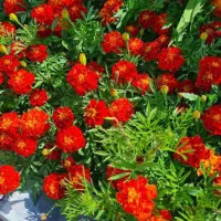 فروش عمده بذر گل سبزیجات کف قیمت بازار