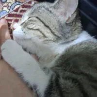 واگذاری گربه