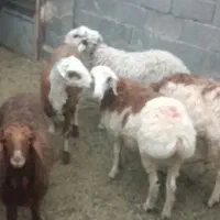 بره نر چاق مناسب قصابی