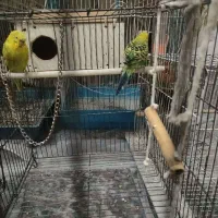 چند عدد پرنده